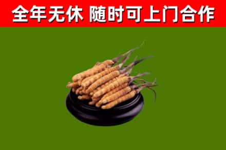 承德回收冬虫夏草